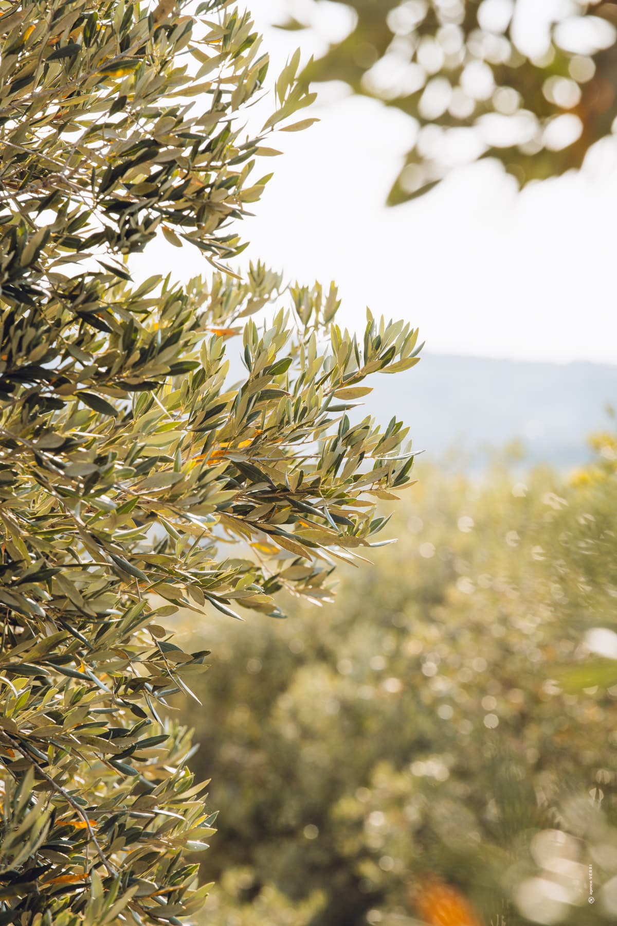 Branche d’olivier en gros plan sous la lumière du sud à Château de Lastours