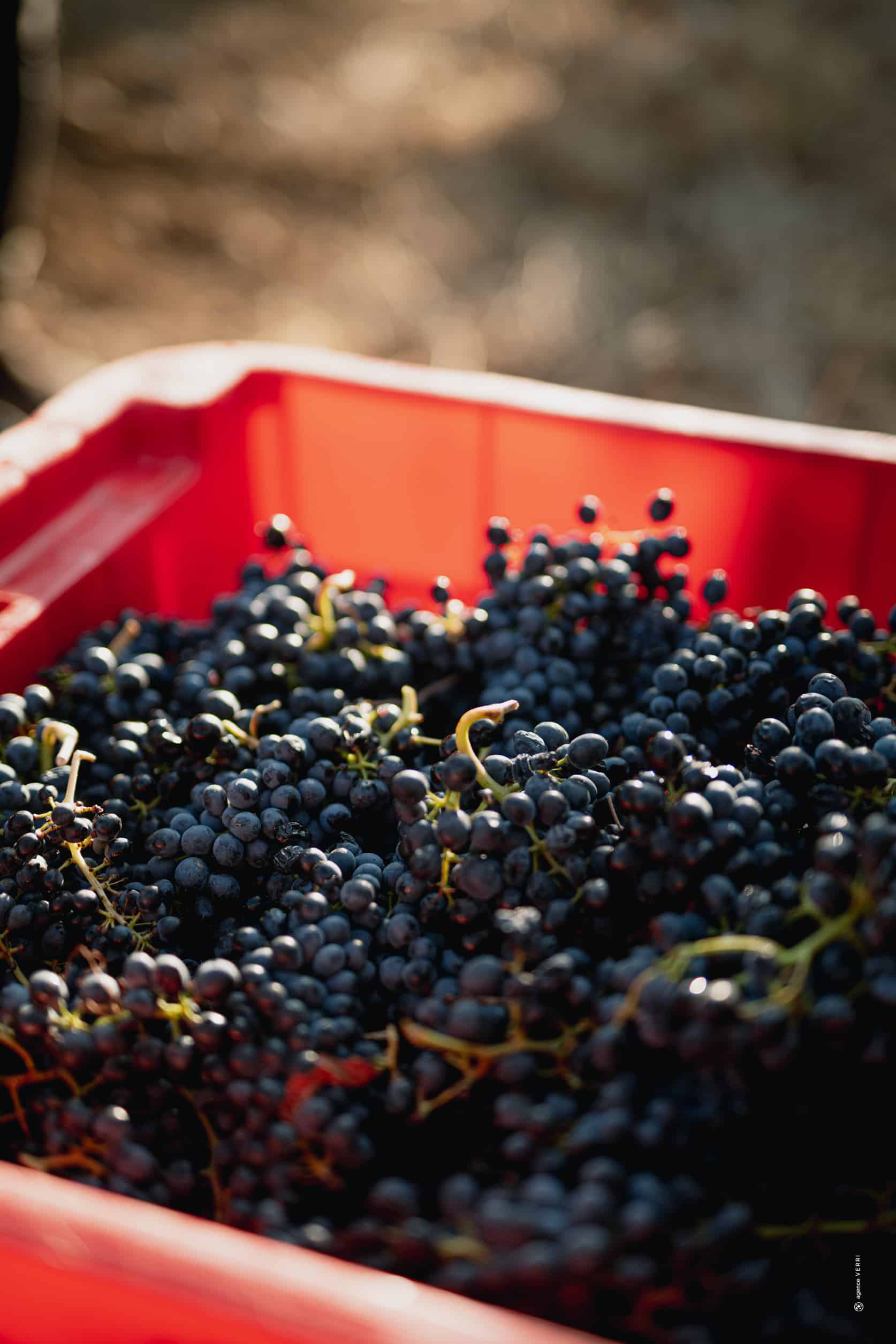 Grappes de raisin fraîchement récoltées dans une caisse rouge pendant les vendanges au Château de Lastours