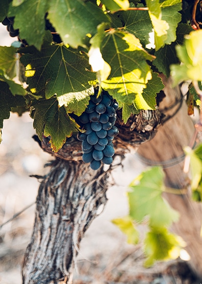 Grappe de raisin noir suspendue à une vigne au Château de Lastours