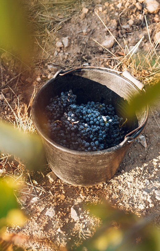 Seau rempli de grappes de raisins noirs fraîchement récoltés au sol d’un vignoble
