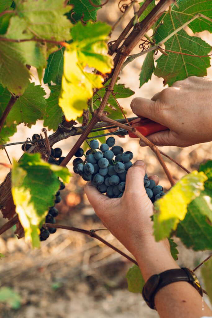 Vendanges à la main au Château de Lastours – récolte d’une grappe de raisin noir en Corbières